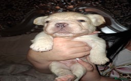 French Bulldog dogs for sale: French bulldog pups - Image 8