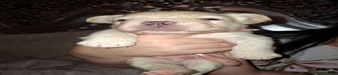 French Bulldog Puppy 1
