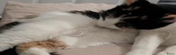 Mixed Breed cats for sale: Two cats  in Bradford - Advert 4