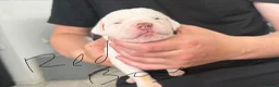 American Bulldog dogs for sale: My beautiful Bella has had her first litter in Pontefract - Advert 10