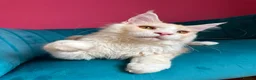 Maine Coon cats for sale: TICA Registered Red Shaded Maine Coon kitten - Advert 4