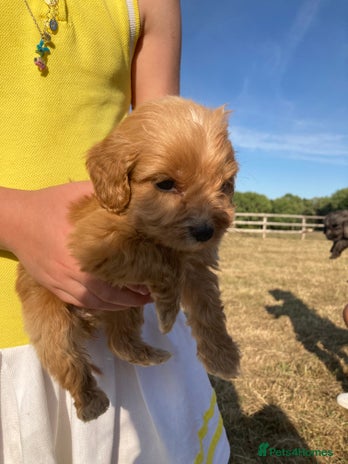 Cockapoo dogs - Advert 1