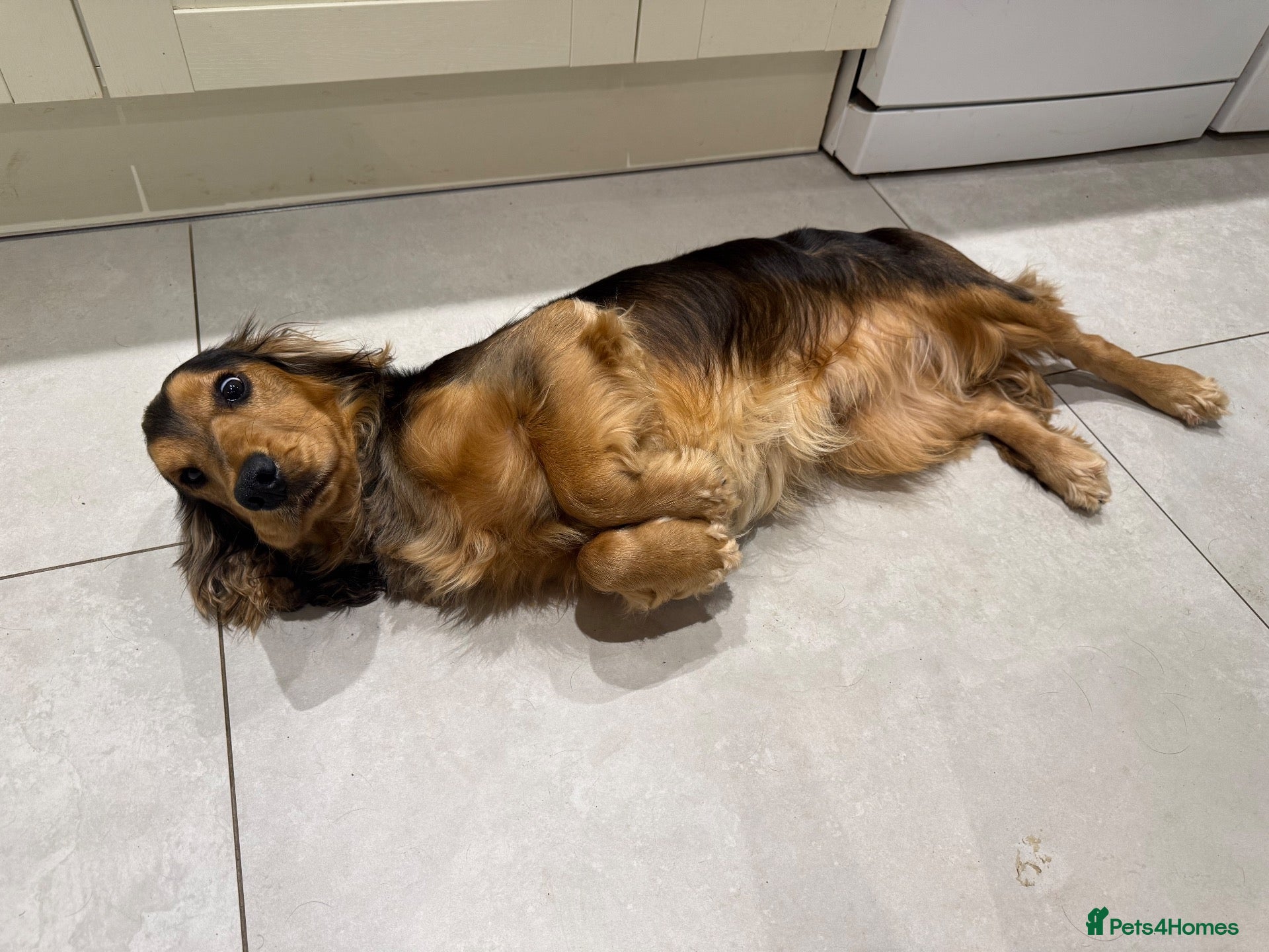 Cocker Spaniel dogs for stud: For Stud KC reg Cocker Spaniel - Advert 2