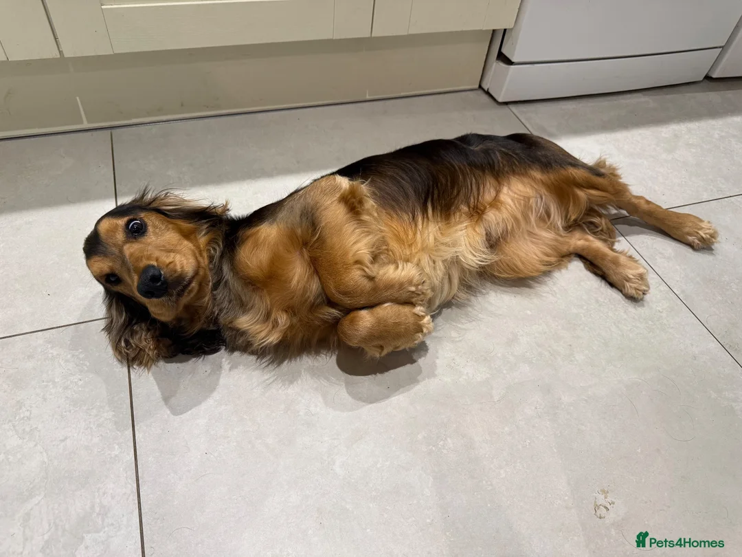 Cocker Spaniel dogs for stud: For Stud KC reg Cocker Spaniel - Advert 1