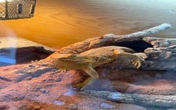 Bearded Dragon reptiles for sale: FREE BEARDED DRAGON - Image 1