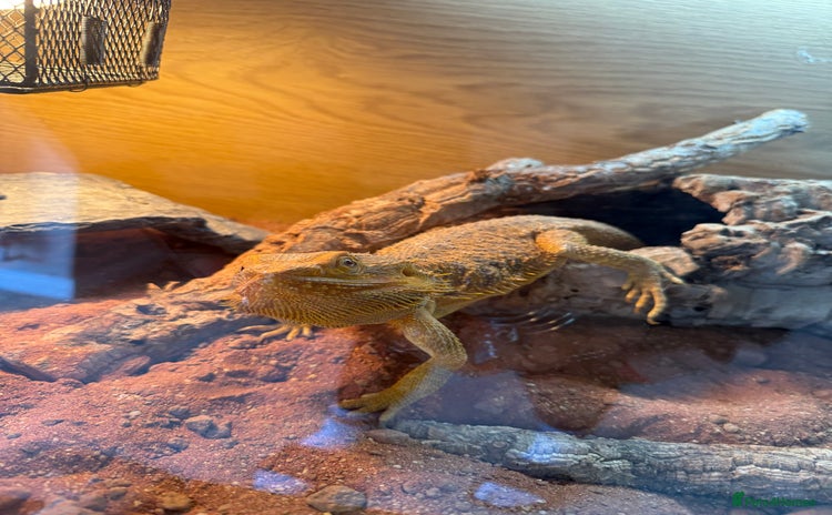 Bearded Dragon reptiles - Advert 7