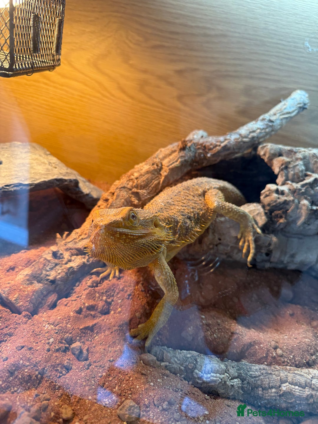 Bearded Dragon reptiles for sale: FREE BEARDED DRAGON - Image 1