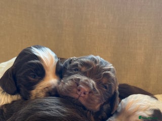 Cocker Spaniel dogs SMALL TYPE KC COCKER SPANIEL PUPPIES - Advert 2