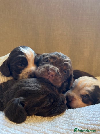 Cocker Spaniel dogs SMALL TYPE KC COCKER SPANIEL PUPPIES - Advert 14
