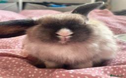 Mini Lop rabbits for sale: Holland lops  - Image 2