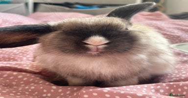 Mini Lop rabbits - Advert 5