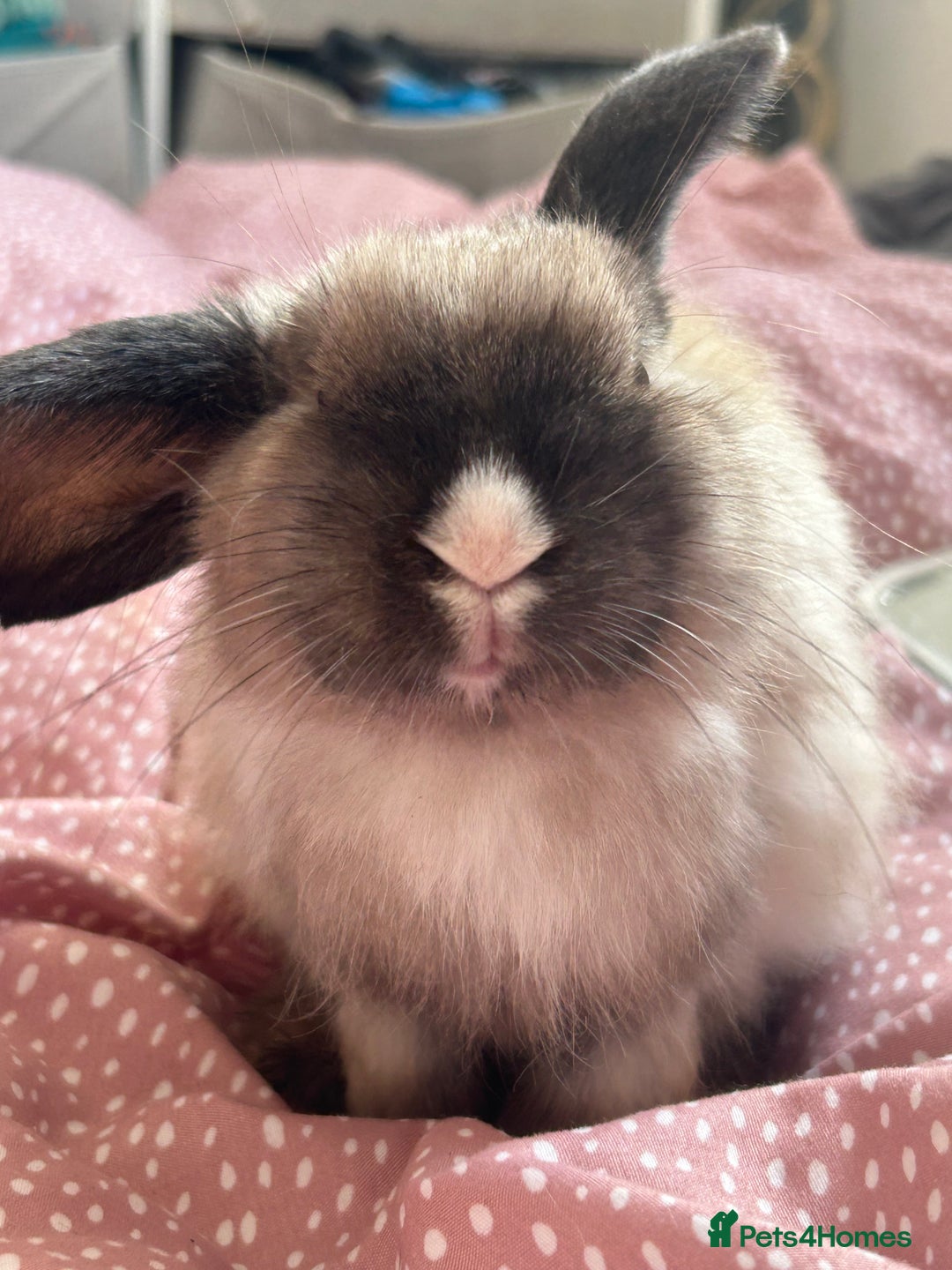 Mini Lop rabbits for sale: Holland lops  - Image 2