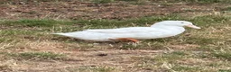 Ducks poultry for sale: FEMALE DUCKS  - Advert 5