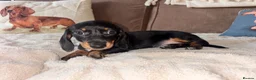 Miniature Dachshund dogs for sale: Miniature kc registered pups ready 7th oct - Advert 13