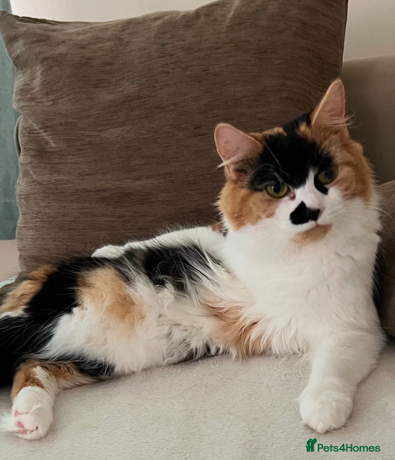 Mixed Breed cats Kitten Scottish Fold cross calico - Advert 1