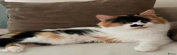 Mixed Breed cats for sale: Kitten Scottish Fold cross calico in Oxford - Advert 1