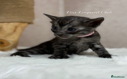 Bengal cats for sale: International Championship, Full Pedigree Bengals - Image 11