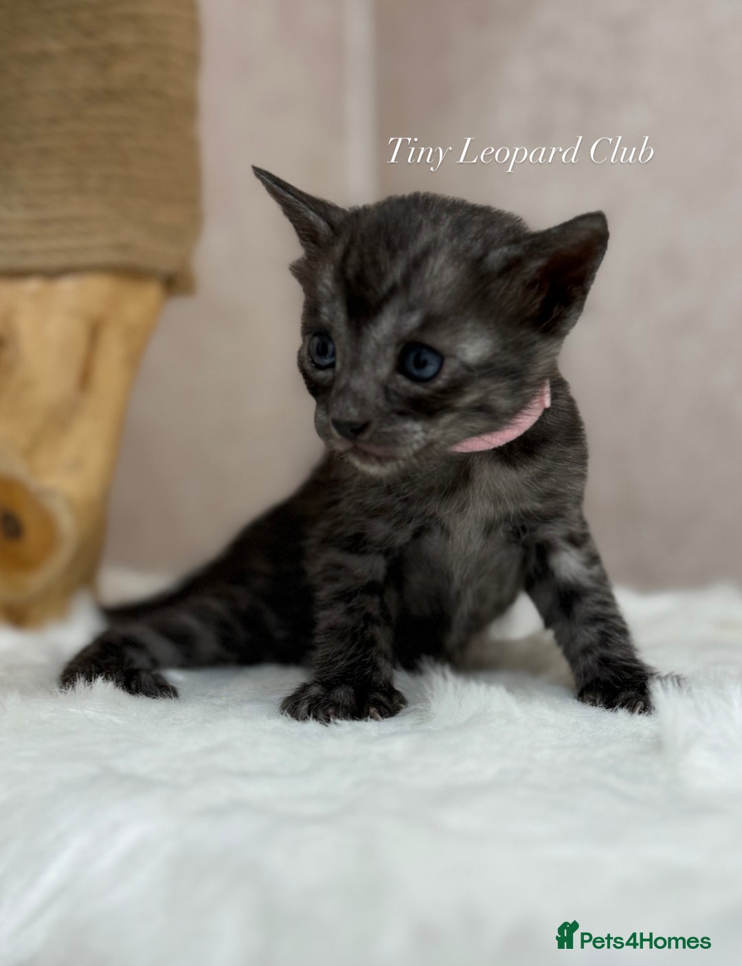 Bengal cats for sale: International Championship, Full Pedigree Bengals - Image 11