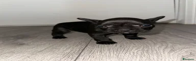French Bulldog 3