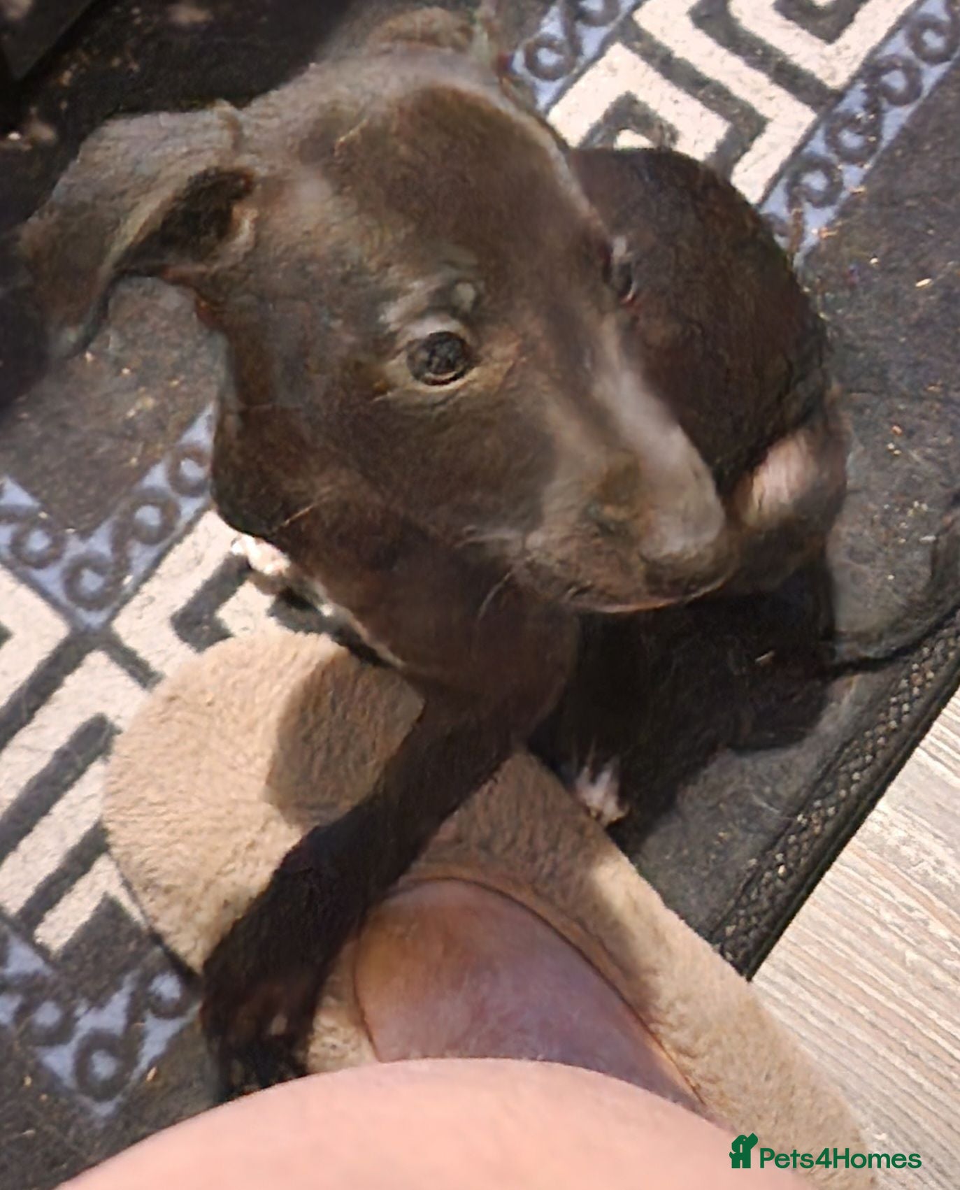 Whippet dogs Whippet puppies ready to reserve - Advert 12