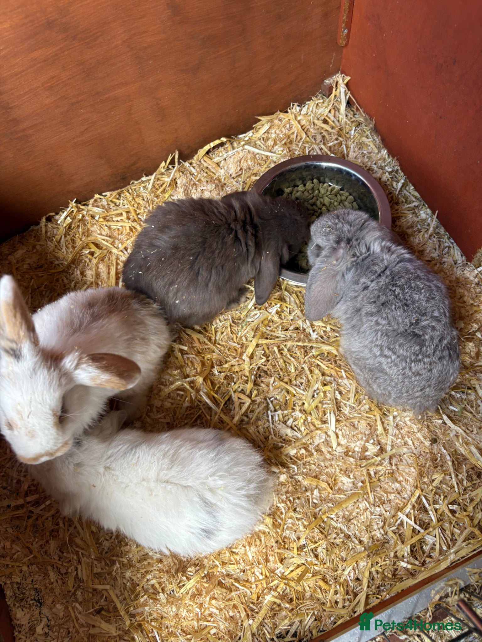 Mini Lop rabbits Mini lop bunnies - Advert 7