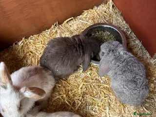 Mini Lop rabbits Mini lop bunnies - Advert 7
