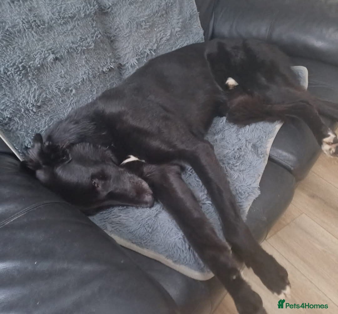 Lurcher dogs for stud: Lurcher for stud  - Advert 9