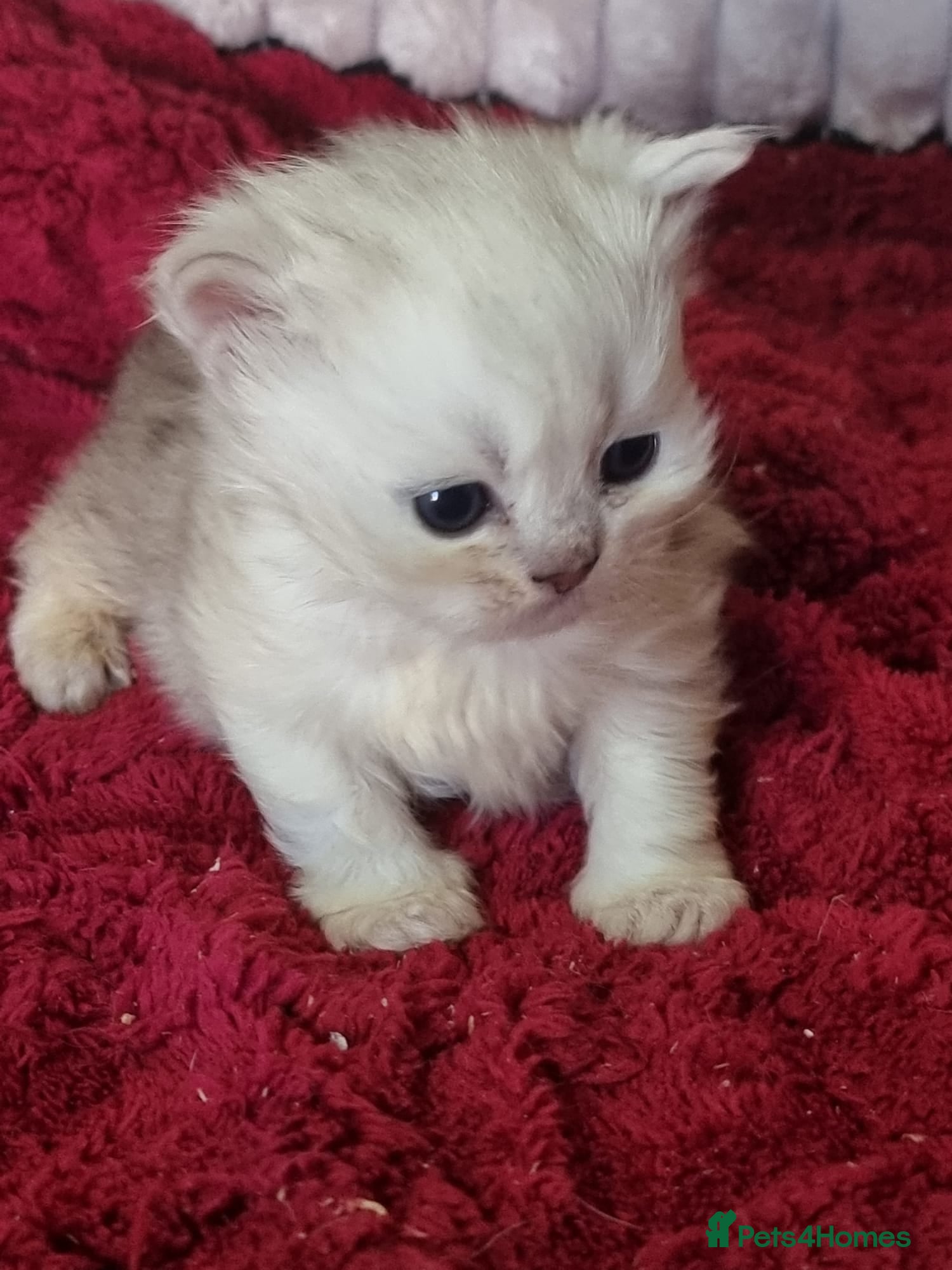 Persian cats Persian chinchilla kittens  - Advert 1