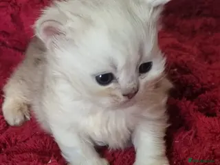 Persian cats Persian chinchilla kittens - Advert 1