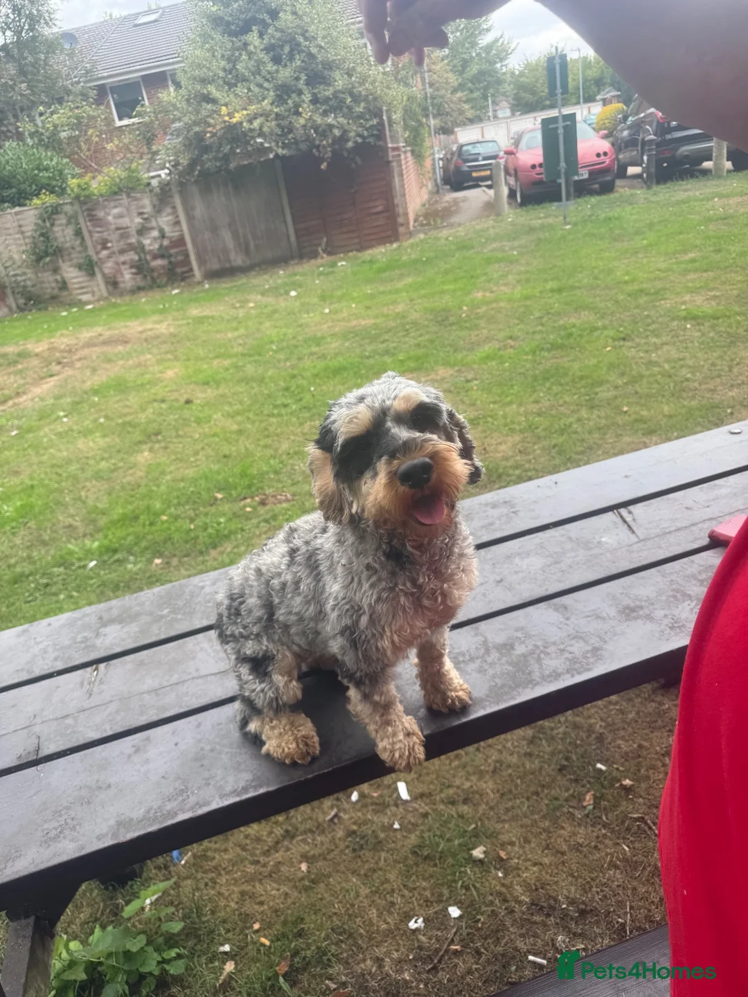 Cockapoo dogs for sale: Beautiful Merle cockapoo  - Advert 2