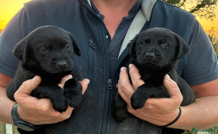 Labrador Retriever dogs - Advert 1