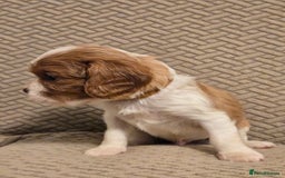 Cavalier King Charles Spaniel dogs for sale: Gorgeous KC Reg Cavalier Puppies  - Image 15