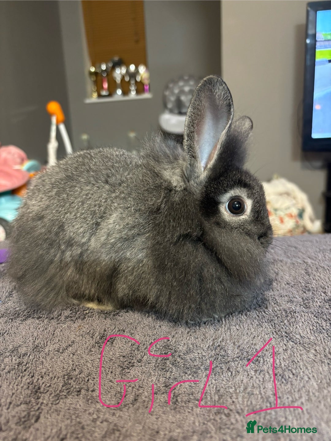 Lionhead rabbits for sale: Beautiful lionhead bunnies  - Advert 5