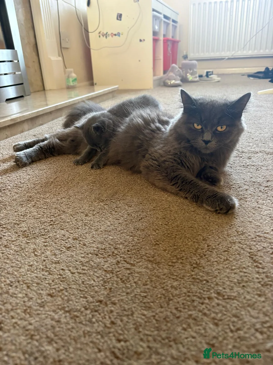 Mixed Breed cats for sale: 4 Girls for sale  - Advert 2