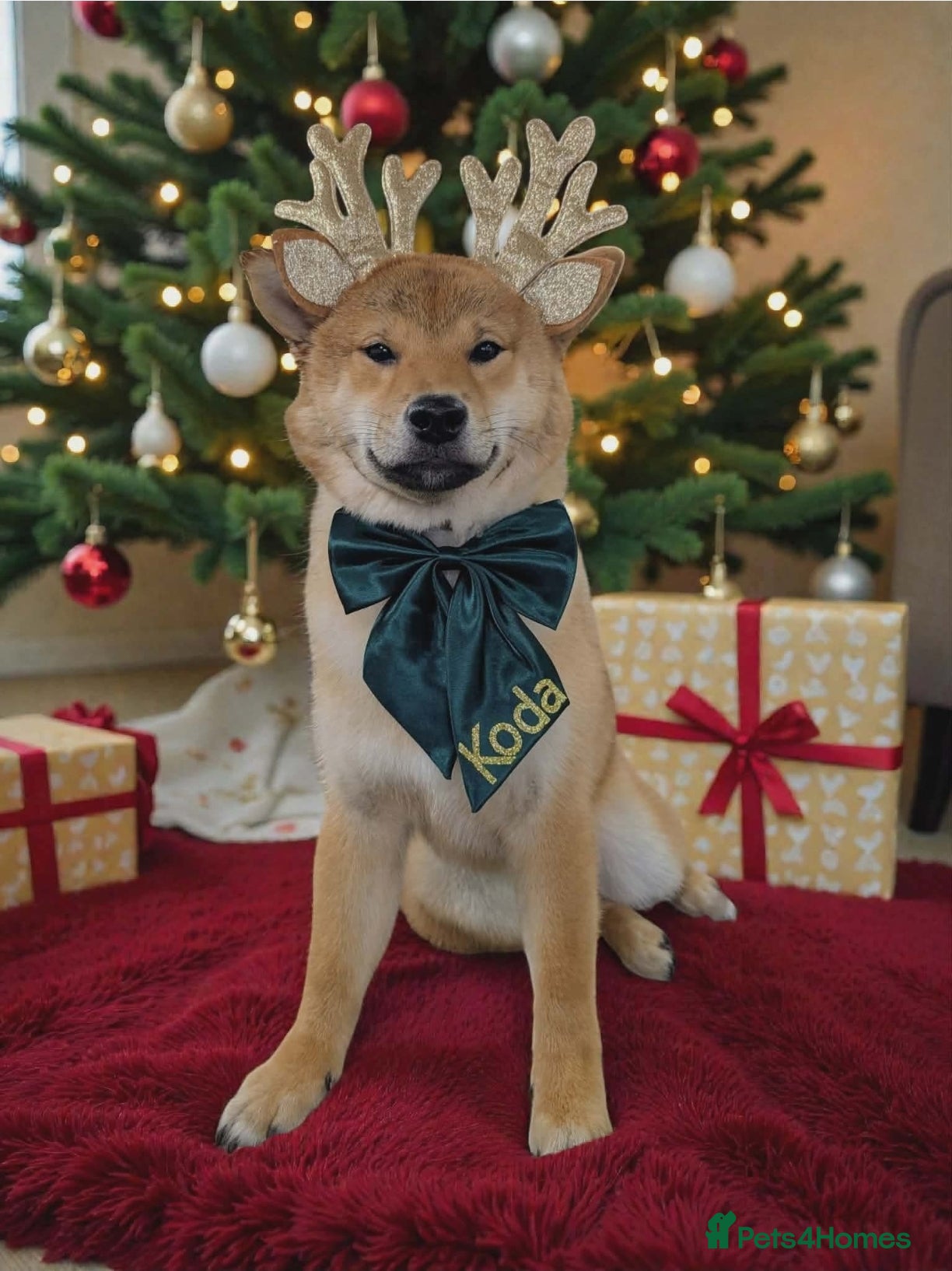 Japanese Shiba Inu dogs KC Reg Japanese Shiba Inu Male - Advert 2