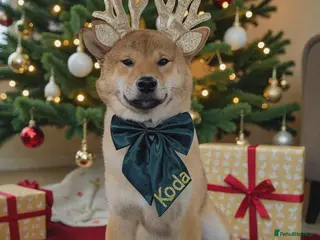 Japanese Shiba Inu dogs KC Reg Japanese Shiba Inu Male - Advert 16