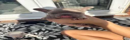 French Bulldog dogs for sale: Stunning French Bulldog Puppies – Family Raised in Durham - Advert 9