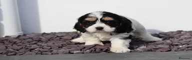 Cavachon girl 6