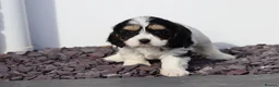 Cavachon dogs for sale: Beautiful Cavachon puppies for sale - Advert 19