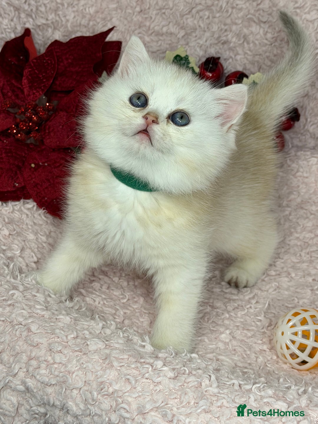 British Shorthair cats for sale: Adorable British shh golden kittens GCCF  - Advert 3