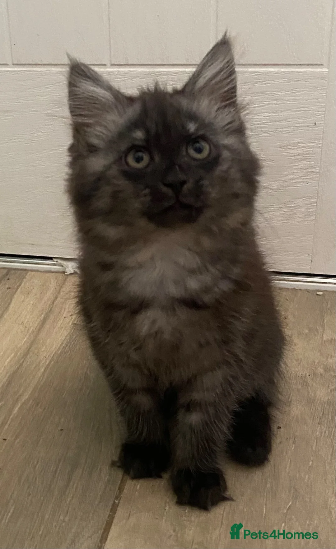Mixed Breed cats for sale: Beautiful fluffy grey ghost girl - Advert 2