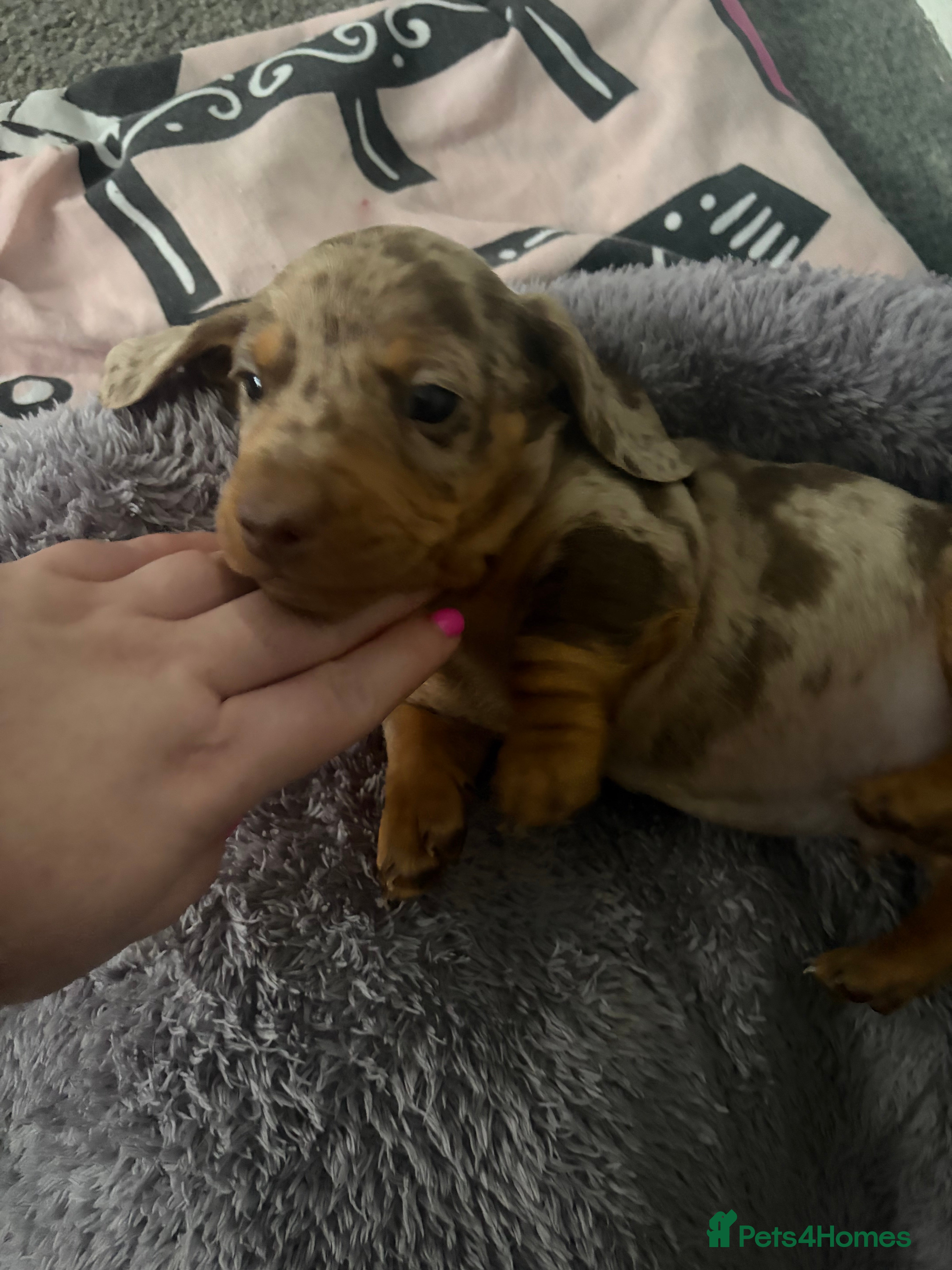 Dachshund dogs 2 boy Miniture dashund puppies for sale  - Advert 5