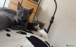 British Shorthair cats for sale: British shorthair & Domesticated shorthair  - Image 6