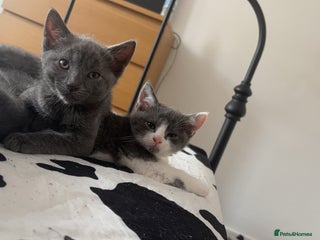 British Shorthair cats British shorthair & Domesticated shorthair - Advert 17