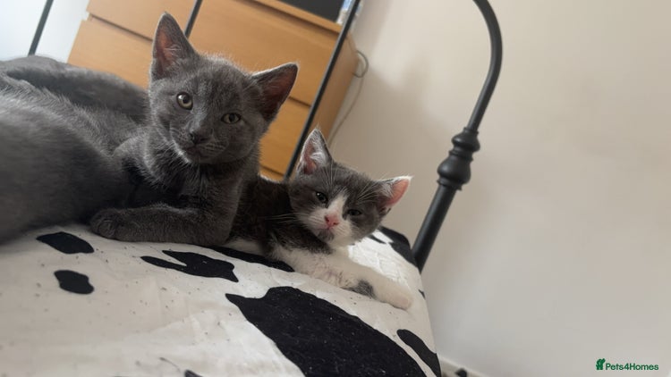 British Shorthair cats British shorthair & Domesticated shorthair - Advert 8