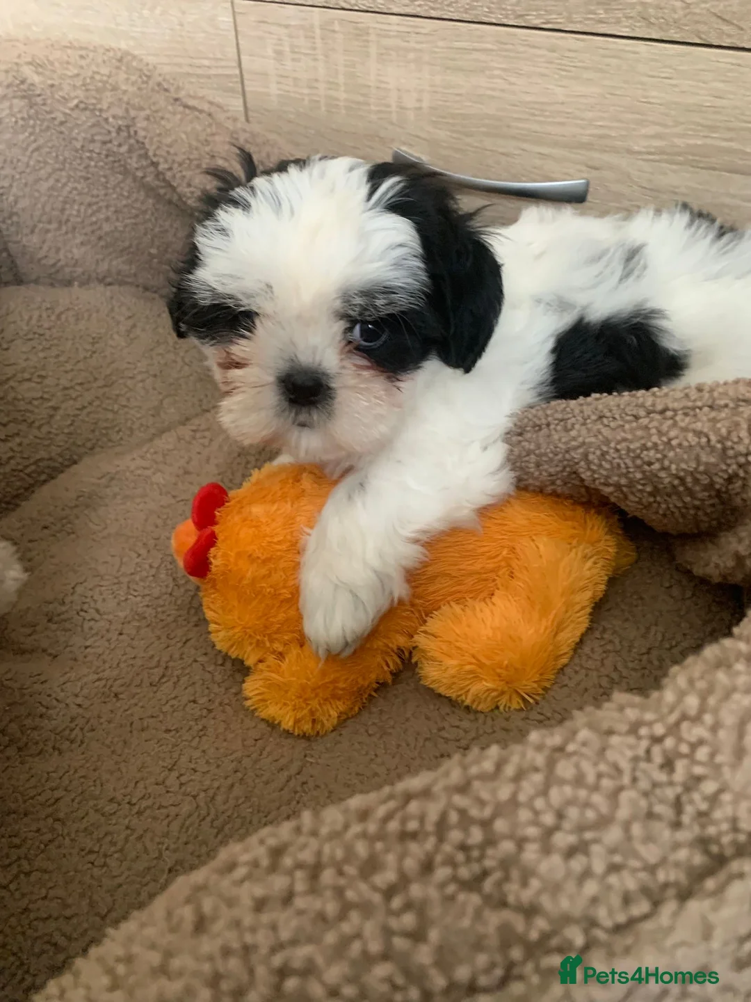 Shih Tzu dogs for sale: 3 playful puppies  - Advert 1