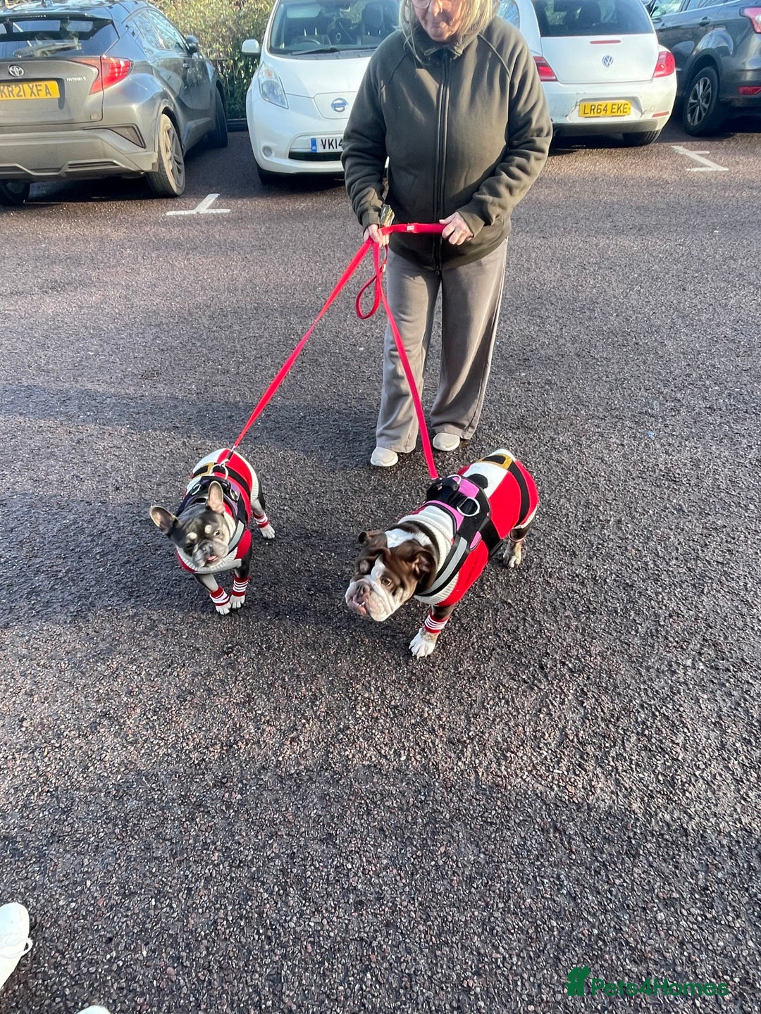 Mixed Breed dogs for sale: Bonded pair frenchie and English bulldog adorable - Advert 3