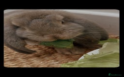 French Lop rabbits for sale: Beautiful Baige colour French loop  - Image 2
