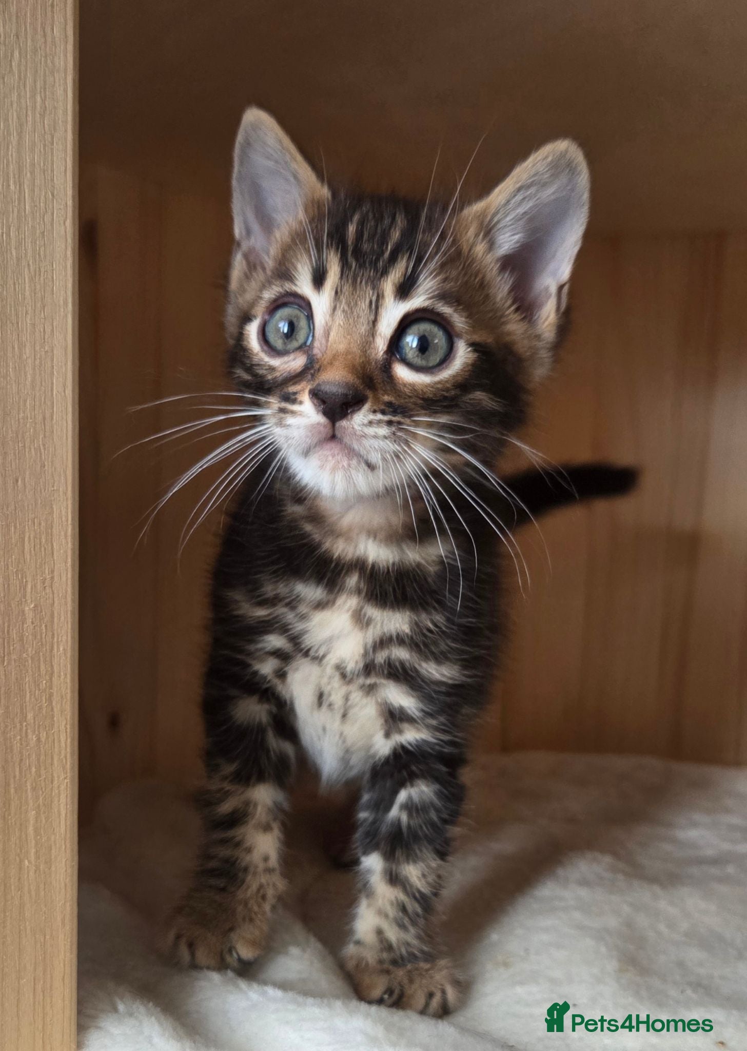 Bengal cats Beautiful Bengal Kittens ✨️ - Advert 2