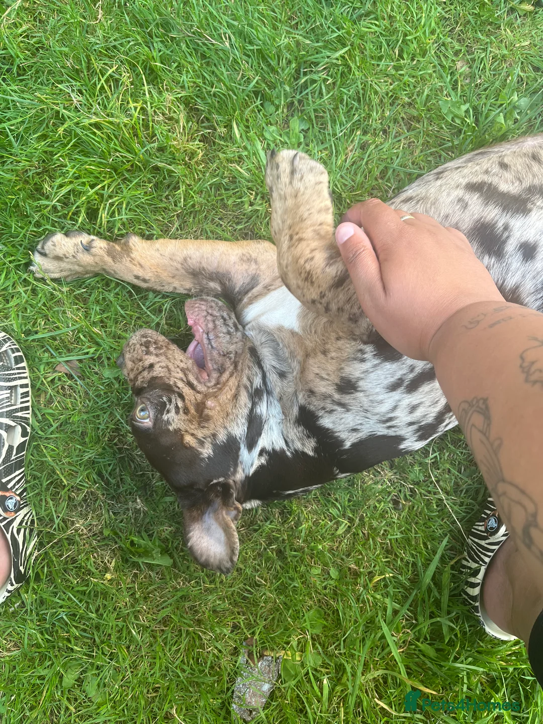 English Bulldog dogs for sale: Rebel English bull dog  - Advert 4